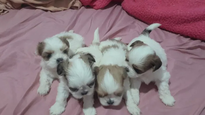 Vendo filhotes de Shih Tzu fêmeas e machos disponíveis