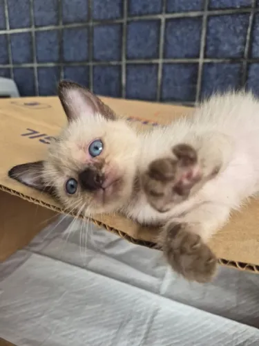 2 gatas fêmeas, 2 meses (ler descrição)