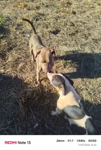 Cães ge guarda para adoção.