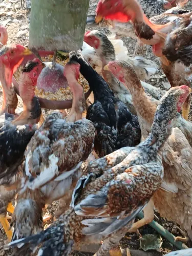 galinhas e galos índio gigante