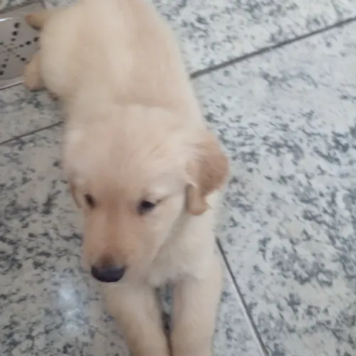 Golden retriver filhotes machos prontos para ser entregues lindos filhotes vermimifugados