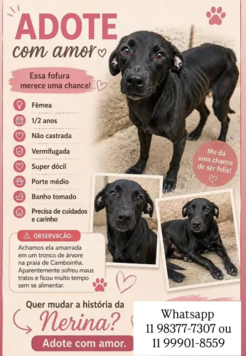 Doação cadela urgente