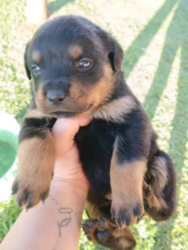Rottweiler Esse aqui ganhou o título de rei do arraiá