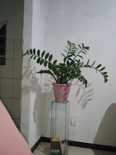Estou a procura de uma casa pra alugar 