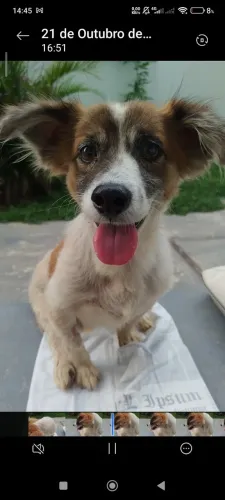 Adotar Cachorro