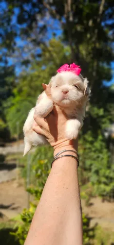 Shih-tzu femea bonequinha de luxo