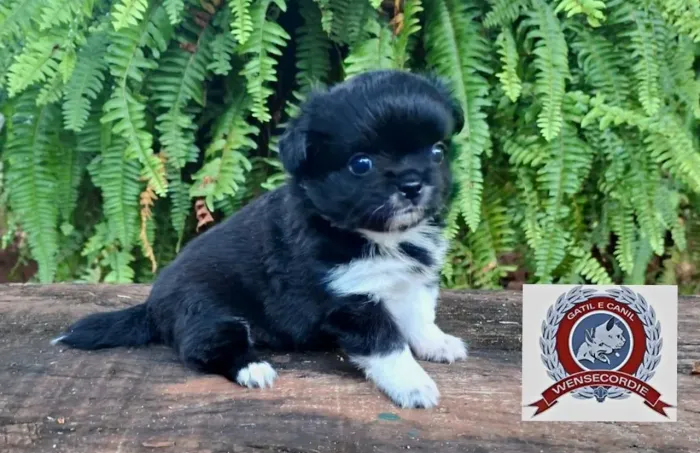 Lindos filhote Chihuahua fêmea 