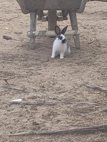 Vende se coelho ?