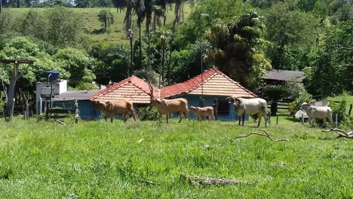 Chácara 50 hectares toda formada no Bonfim á 60 km de Campo Grande