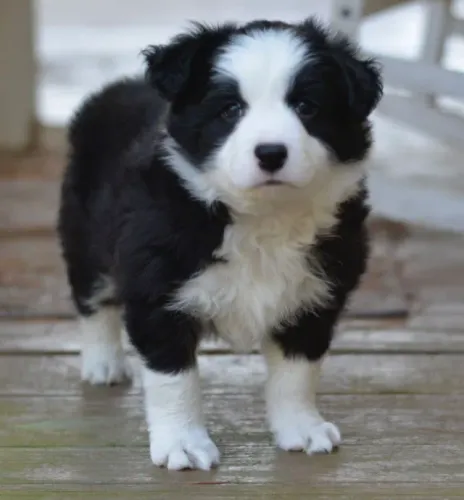 Filhotes de Border Collie | Um toque de ternura na rotina.