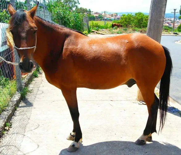 Cavalo para venda