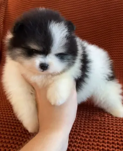 Filhotes de Spitz Alemão 