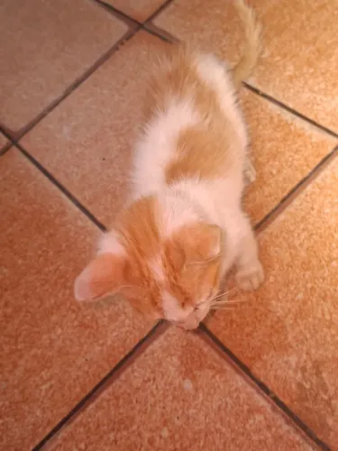 gato para adoção