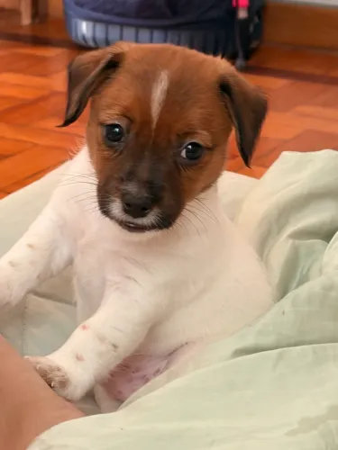 Filhote de jack Russel com pedigree