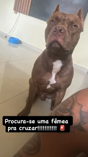 Procura-se pitbull fêmea pra cruzar