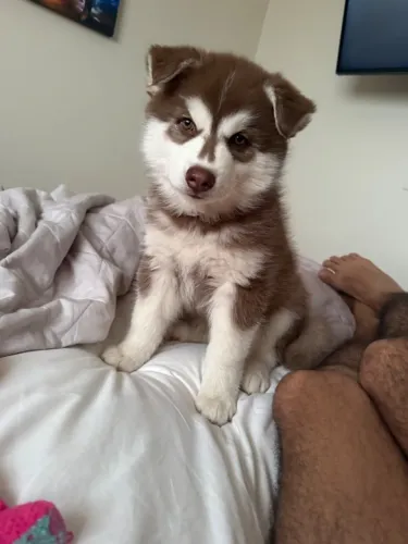 Filhote Husky Siberino
