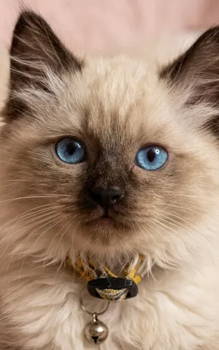 Baby?s ragdoll