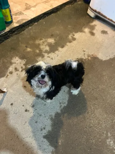 Shih-tzu macho