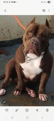 Animais