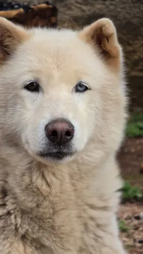 Husky Siberiano Branca com heterocromia