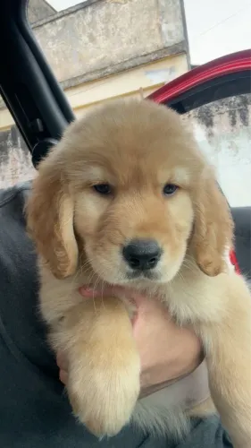 Golden retriever com 58 dias vacinado e vermifugado