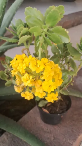 Vaso com flores