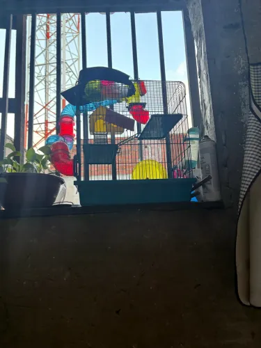Gaiola de Hamster