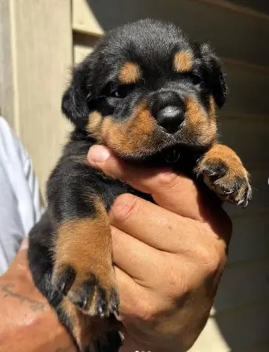 Rottweiler amor de pet pro papai parcelo 