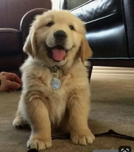 Golden Retriever seu novo amigo pet esta aqui