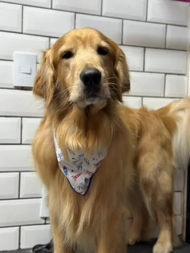 Cruza / Acasalamento Golden Retriever