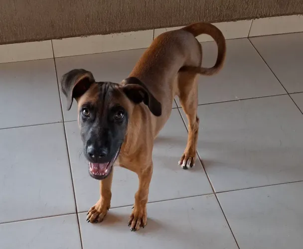 Cachorro filhote para adoção!