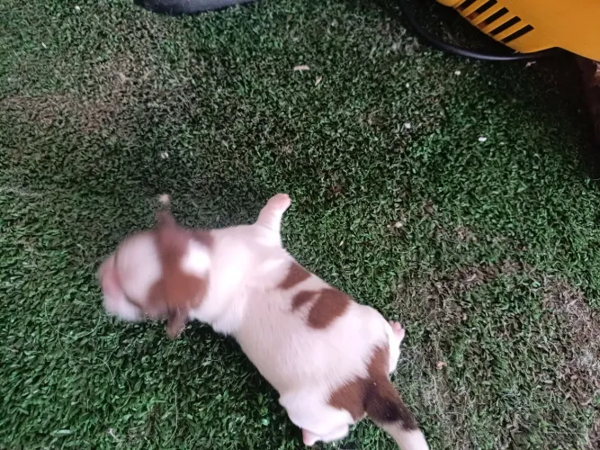 Linda Shitzu fêmea micro filhote