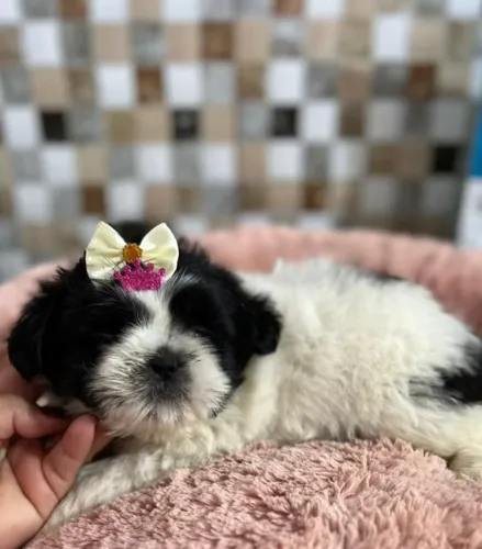 Shih Tzu