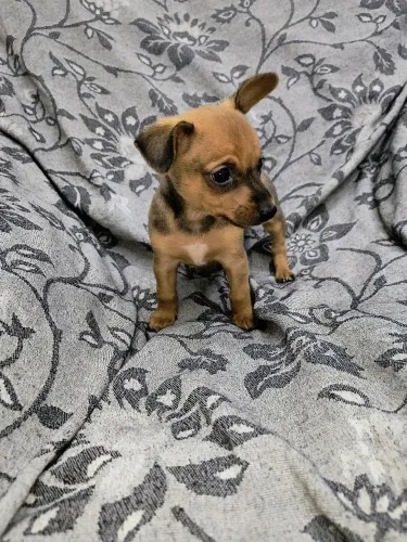 Machinho
