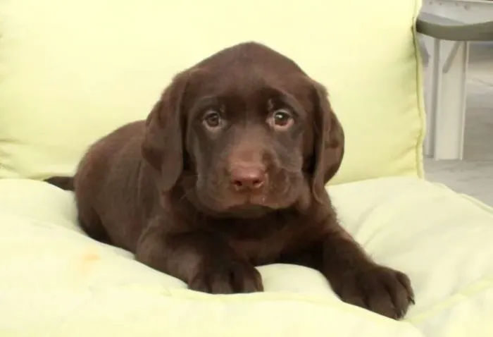 Labrador Retriever,Labrador Retriever Filhote Top Padrão da Raça