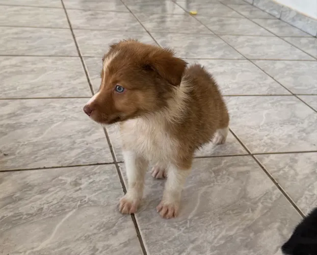Filhote border collie chocolate