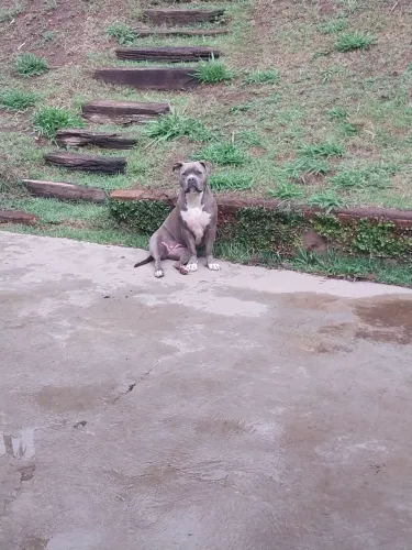 Vendo linda filhote de american bully