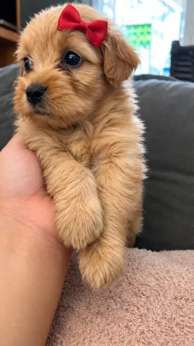 Filhote de spitz alemão com poodle