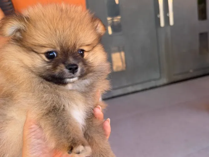 Filhote fêmea Lulu da pomerania/ Spitz alemão