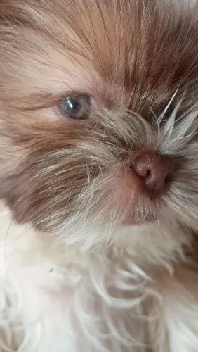 Filhote Shih Tzu fêmea