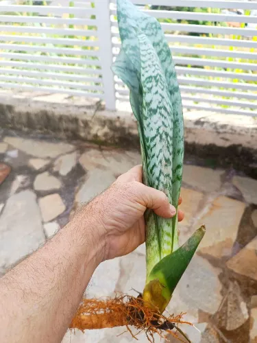 2 Espadas de São Jorge com raiz prontas para plantar | Planta de Proteção e Purificação