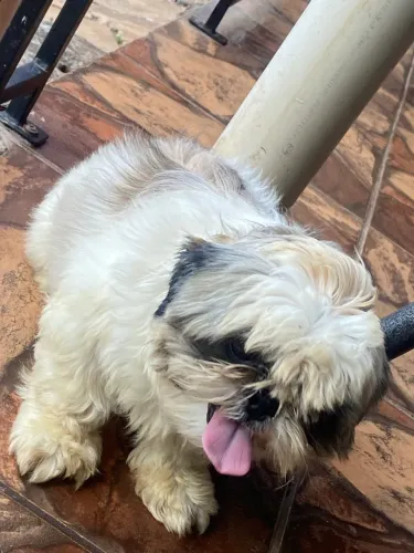 Vendo Shitzu