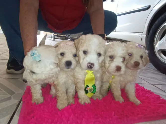 Filhotes de Poodle anão
