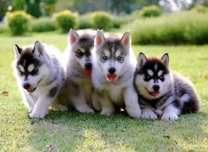 Husky Siberiano - Um Companheiro Ideal Para Todos Os Momentos