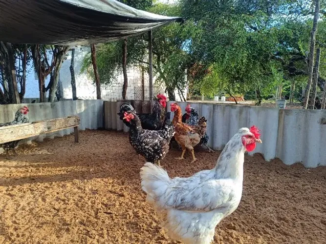 Galinha GSB.