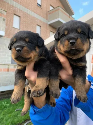 Rottweiler dengo que vira rotina 