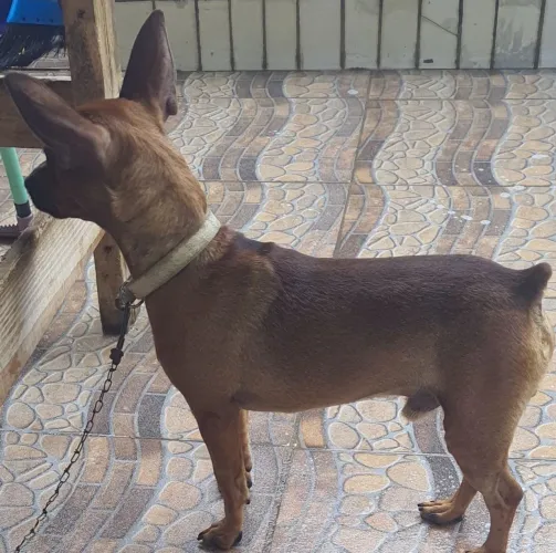Pinscher