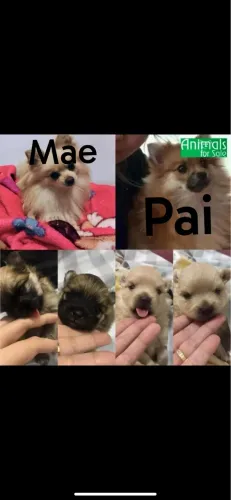 ESTOU DOANDO 7 FILHOTES DE LULU DA POMERANIA TOTALMENTE PUROS
