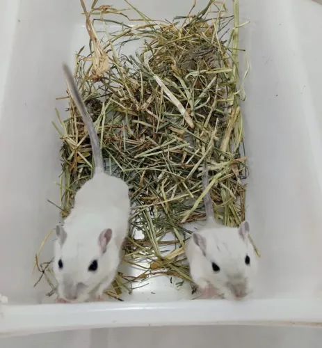 Gerbil / Esquilo da Mongólia 