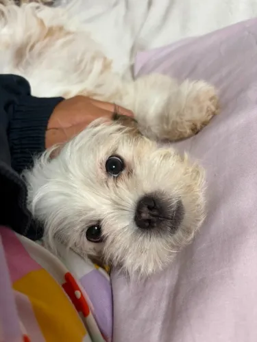 FILHOTE DE LHASA APSO BUSCA UM LAR